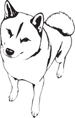 Shiba Inu dog. Hand drawn vector illustration	
