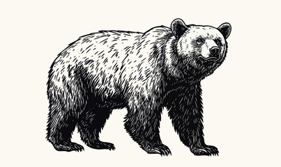 Vintage Bear Mascot Sketch in Engraving Style for Logo Design and Branding