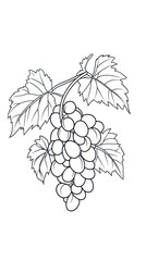 Obraz premium Minimalist Line Art Grapes with Leaves Vector for Coloring Books and Design Projects