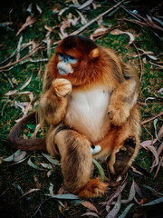 Yunnan snub-nosed monkey in the zoo