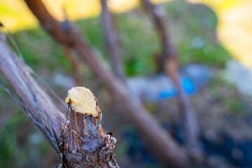 A section of a grapevine treated with a garden pruner, close-up. Processing a grape bush after pruning in spring