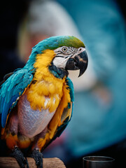blue and yellow macaw