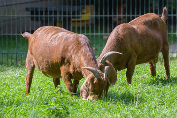 Big brown female goats with large horns eat grass