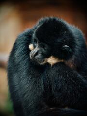 gibbon in the zoo
