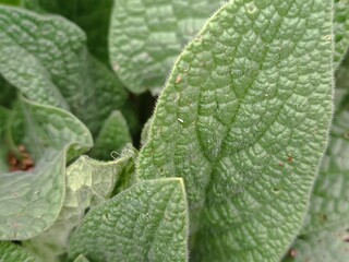 Close-up of a textured green leaf, showcasing intricate details and natural patterns, pulmonaria 