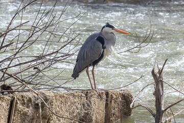 Ardea cinerea. Garza Real posada en la orilla del Río Bernesga, León, España.
