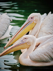 portrait of a pelican