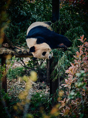 panda