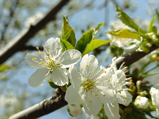 Close-up of white cherry blossoms in full bloom, a sign of spring