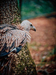 portrait of a vulture