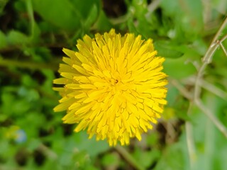 Close-up of a vibrant yellow dandelion in full bloom