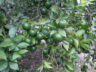 Freshly squeezed orange juice is a popular and refreshing beverage, known for its tangy flavor and high vitamin C content. Made by pressing ripe, juicy oranges, it provides a natural source of hydrati