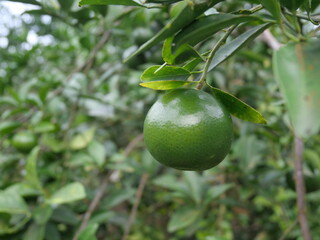 Freshly squeezed orange juice is a popular and refreshing beverage, known for its tangy flavor and high vitamin C content. Made by pressing ripe, juicy oranges, it provides a natural source of hydrati