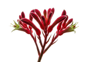 Vibrant red kangaroo paw plant showcasing unique flower structure against a plain background