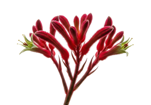 Vibrant red kangaroo paw plant showcasing unique flower structure against a plain background