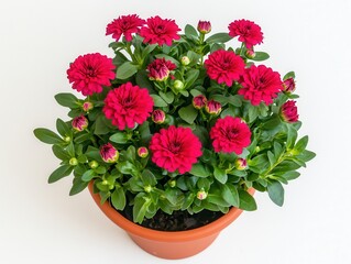 Vibrant Red Geranium Flowers Blooming in Terracotta Pot Against White Background Featuring Bright Green Leaves and Buds, Shot in Bright Studio Lighting, Eye Level Close Up View