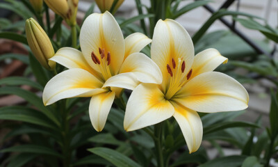 Fototapeta premium Lily (Lilium spp.) Elegant flowering plant with large, trumpet-shaped flowers in white, yellow, or orange. Lilies are commonly grown in