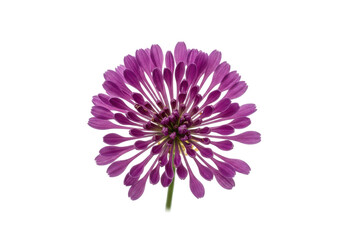 Obraz premium Vibrant purple flower with intricate petal structure against a clean background