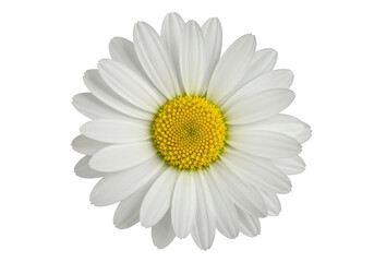 Close-up view of a vibrant daisy flower showcasing its intricate petals and center