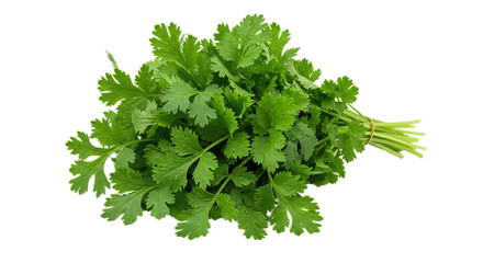 fresh cilantro isolated on white background