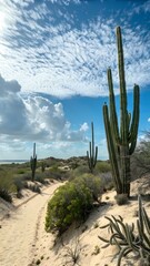 Natural Cactus Sky for mobile wallpaper