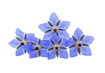 Vibrant blue flowers arranged beautifully on a transparent background