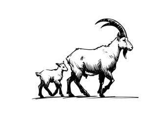 Obraz premium Ibex Mountain Goat hand drawn sketch illustration vector