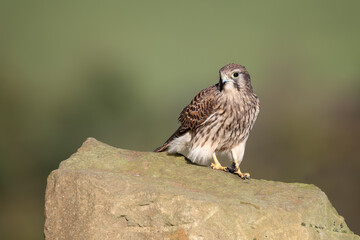 Beautiful portrait of a kestrel, Falco tinnunculus, as it is perched on a large boulder' An out of focus background provides space for text copy