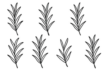 Naklejka premium Rosemary Leaf Line Art Creative Design for Detailed Illustration Artwork 