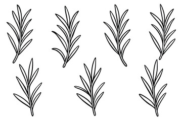 Rosemary Leaf Line Art Creative Design for Detailed Illustration Artwork  