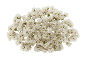 A vibrant cluster of delicate white flowers against a transparent background