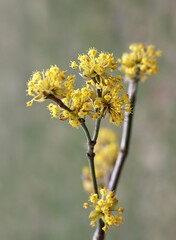 Yellow flowering cornellian cherry, lat. Cornus mass in early spring. Detail of dogwood tree branches full of beautiful flowers.