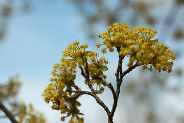 Yellow flowering cornellian cherry, lat. Cornus mass in early spring. Detail of dogwood tree branches full of beautiful flowers against blue sky.