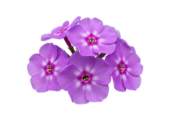 Obraz premium Vibrant purple flowers arranged beautifully, showcasing nature's elegance