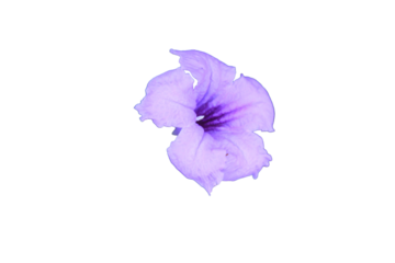 A closeup of Ruellia angustifolia flower on black background