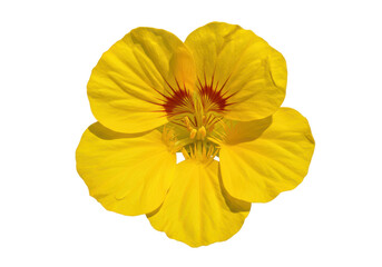 Bright yellow flower with red accents, showcasing its petals against a dark background