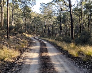 Fototapeta premium Forest Road Winding Through Trees