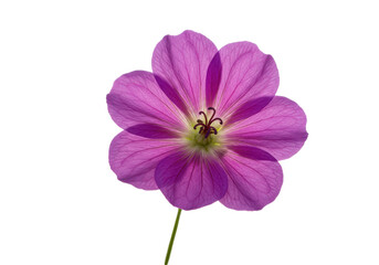 Fototapeta premium Close-up of a vibrant pink flower showcasing delicate petals and intricate details