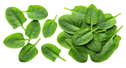 spinach leaves isolated on white background