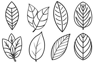 Rubber Plant Leaf Line Art Illustration for Botanical Artwork Creation  