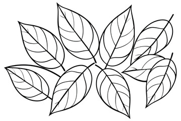 Rubber Tree Leaf Line Art Creative Design for Illustration Purpose  