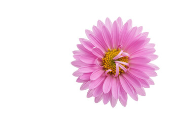 Obraz premium Close-up of a vibrant pink flower showcasing intricate petal details