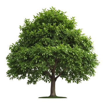tree isolated on white background, Lush Green Tree Isolated on Black Background