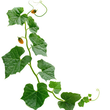 Pumpkin leaves vine plant stem and tendrils on white background.png