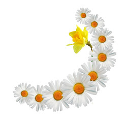 Flowers Border