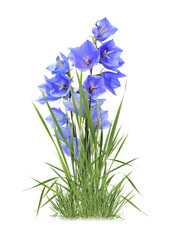 Flowers Border