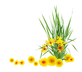 Flowers Border