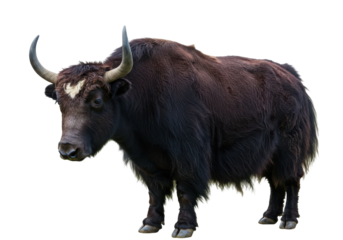 Majestic black yak standing in a serene landscape with mountains in the background