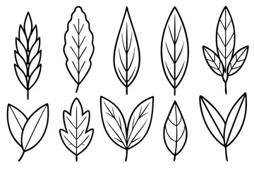 Sage Leaf Line Art Illustration Detailed Design for Botanical Artwork 
