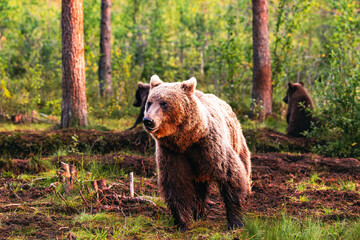 brown bear in the woods